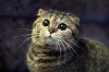 Funny-Cats-Big-Eyed-Cat.jpg