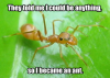 ant Meme.png