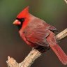 Creepy Crawly Cardinal